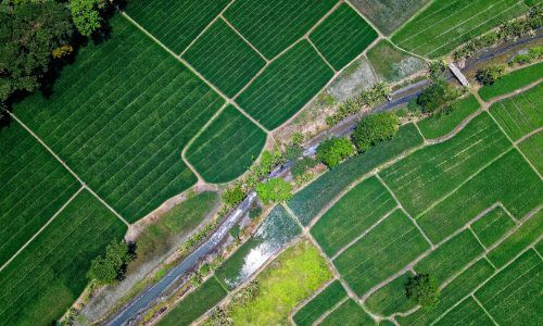 Agriculture Hector Freitas